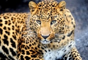 взгляд, хищник, окрас, Животное, леопард, морда