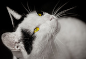 черные пятна, желтые, взгляд, Кошка, белая, глаза