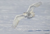 ,  ,  , , Snowy owl, 