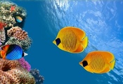 Coral colony, thailand, siam bay, fish, reef, underwater,  , ...
