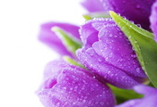 bouquet, тюльпаны, цветы, bright, flowers, Tulips, water, drops, violet, be ...
