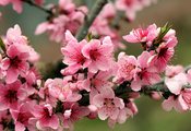 Spring, pink, flowers, branch, petals, apple tree, leaves, bright, tender,  ...