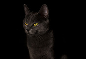 ,  , cat, black, , , 