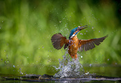 alcedo atthis, ,  , kingfisher, 