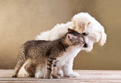 Friends, small dog and cat together, , love, kitten, puppy