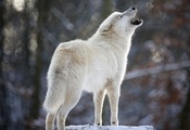 , Wolf, , , 