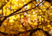 Макро, autumn, листья, leaves, листик, желтый, осень, листочек