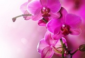 Orchid, phalaenopsis, beauty, pink, tenderness, , flowers, , pe ...