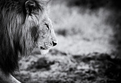 -, animals, , , Lion