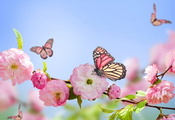 flowers, цветение, blue, весна, Spring, pink, sky, butterflies, blossom