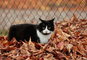 листья, Ограждение, осенние, черно-белый, кот