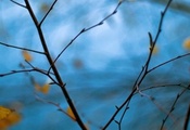дерево, ветка, Макро, ветки, размытие, голубой, листья