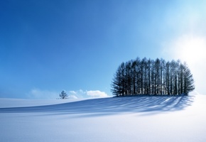 кучка деревьев, зимний ковер, снежок