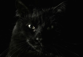 кот, черная шерсть, серьезный