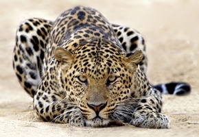 леопард, далекий взгляд, красавец