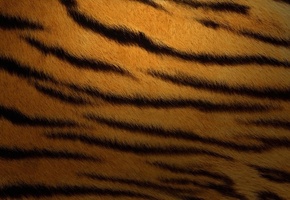 тигр, шкура, черные полосы