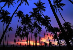 закат, цветное небо, пальмы