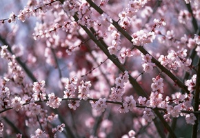 цветущее дерево, весна, ветки, розовый цвет