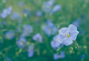 цветочки, голубой, полянка