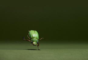 зеленый жук, танец, фон