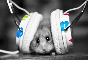 Мышь, наушники, музыка