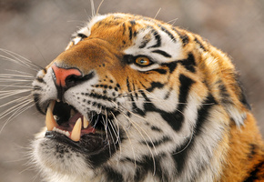  , amur tigr, , , panthera tigris altaica,  , 