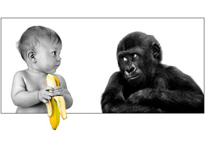 The person, gorilla, banana, friendship