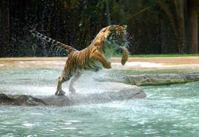 , tiger, water, jump, , , powerful animal, 
