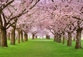 , , , , , , Spring blossom, 
