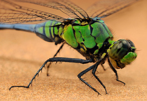 Dragonfly, , , 