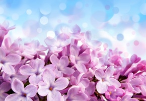 Pale red-violet flowers, , , , , 