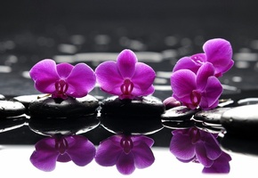 , purple flowers, , , Spa, , 