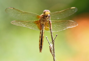 Dragonfly, , , , 
