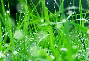 Трава, капли дождя