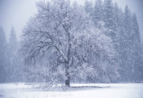 дерево, метель, Зима