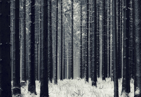 деревья, зима, Снег, лес