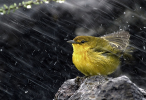 ,  , , , Yellow warbler