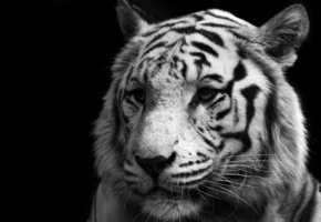 white, , , , , tiger