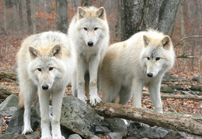, , , , wolfs
