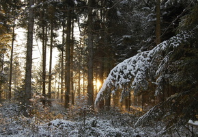стволы, деревья, закат, ветки, зима, хвоя, Лес, снег
