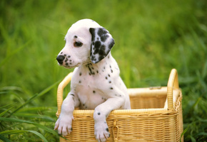 dalmatian, трава, щенок, далматинец, Собака, dog