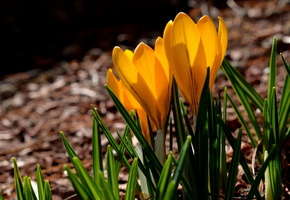 yellow, spring, crocuses, , , petals