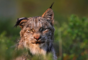 , , felis lynx