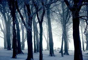 зима, снег, иний, деревья, Природа