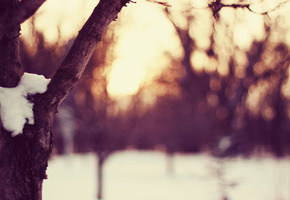 снежок, время года, Зима, погода, снег, дерево, вечер
