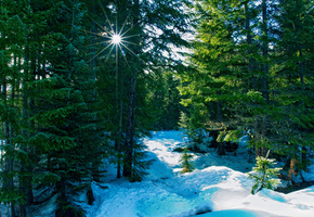 лес, Природа, лучи, зима
