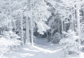 зима, снег, лес, Природа, сказка