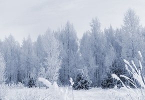 снег, иней, лес, деревья, Зима