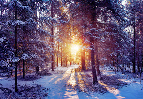солнце, зима, лучи, лес, снег, Природа, свет