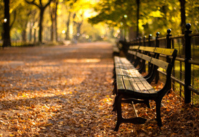 -, central park, new york, autumn, , sunset